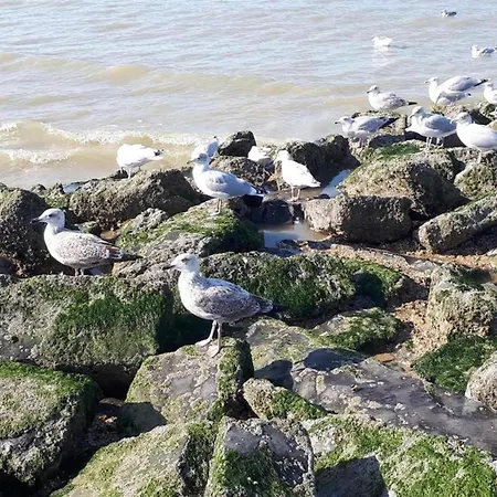 In Near The Sea, Cleaning Included * Koksijde